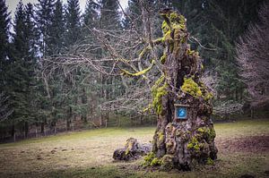 Alter Baum-Frau Buch