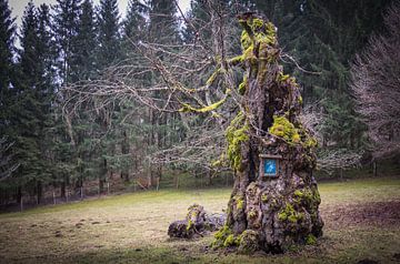 Old tree woman book by Jürgen Schmittdiel Photography