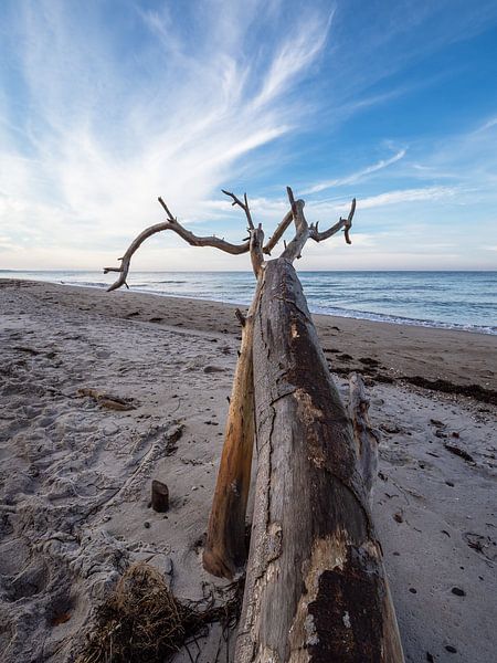 Boomstam op het weststrand van Fischland-Darß van Rico Ködder
