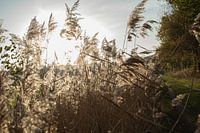 Tijdens wandelen in Oirschot met de herfst