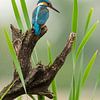 Kingfisher pose by Richard Guijt Photography
