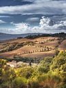 Cipressenroute met Toscane in Italië. van Voss Fine Art Fotografie thumbnail