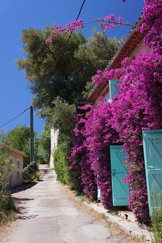 Kleurige Bloemen aan de Côte d'Azur