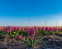 molens en bloemen