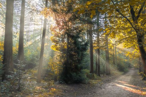 dawn has gold in its mouth