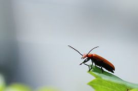 Dance like nobody's watching by Daniëlle Eibrink Jansen