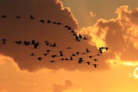 Kraniche im Sonnenuntergang Zingst Ostsee Deutschland von Frank Fichtmüller