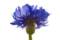Cornflower