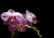 Violette Orchidee Nahaufnahme von Tomasz Baranowski Miniaturansicht