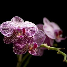 Paarse orchideeën close-up van Tomasz Baranowski