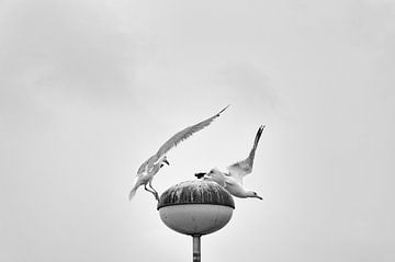 Gulls by Ronald Mallant