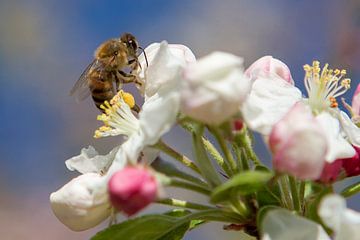 Bee on blossom by Ester Ammerlaan