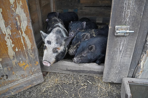1 jaar oude minivarkens in de tuin