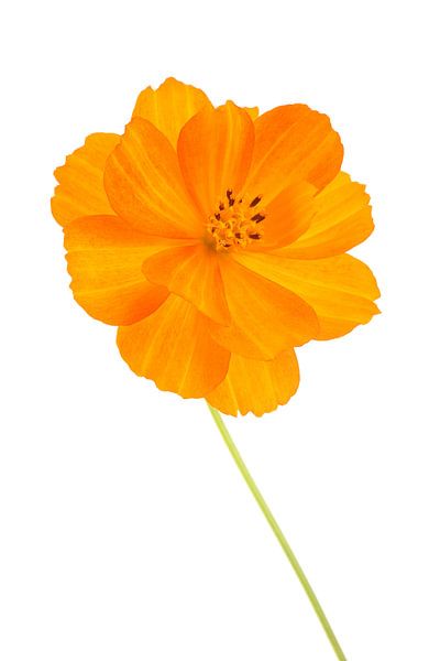 Common Marigold against a white background by Ronald Pol