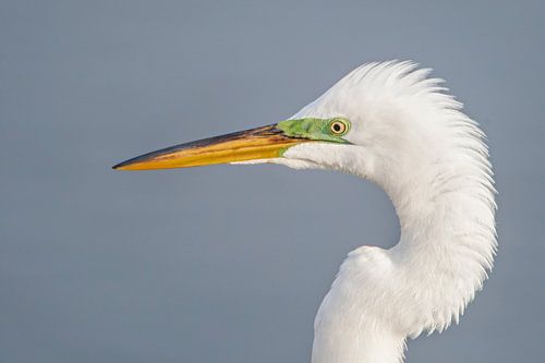 Amerikaanse zilverreiger kop portret, New Jersey, Verenigde Staten