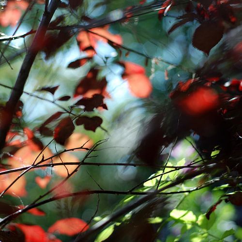 Licht playing with the leafs