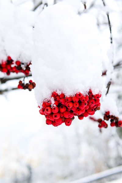 Rode besjes in de sneeuw van Ginkgo Fotografie