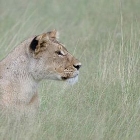 Namibia - lioness in hunting mode. by Ronald Harmsen