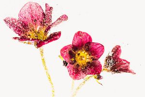 Saxifraga in Eis 3