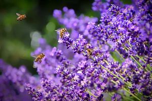 Les abeilles occupées