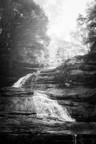 Regenwoud in de mist XIII