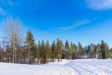 Landscape with snow in winter in Kuusamo, Finland