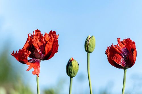 klaproze tegen helder blauwe lucht