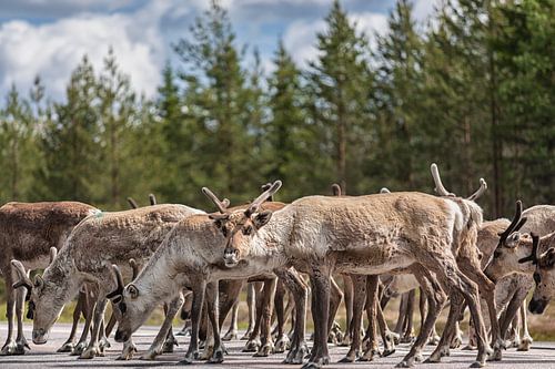 Reindeer on the road (Arvidsjaur) Sweden