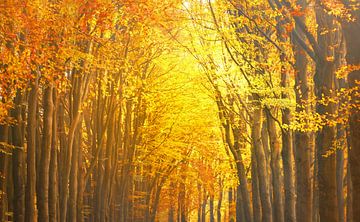 Uitzicht in een beukenbos tijdens de herfst van Sjoerd van der Wal Fotografie