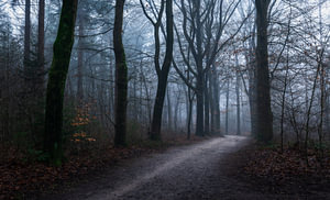 Een Pad naar de Stilte: Mystiek in de Avondmist