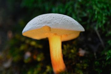 paddenstoel  van Emanuel Luyten