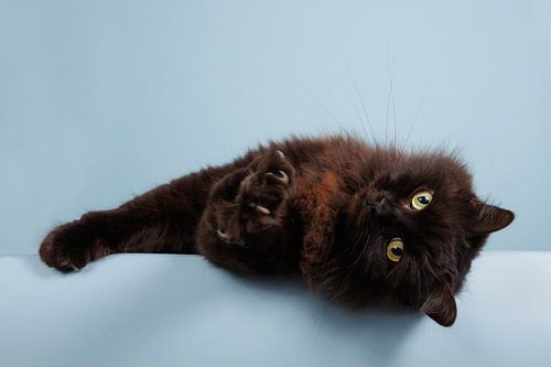 Long-haired black cat on a light blue background - Play Time! by Dagmar Hijmans