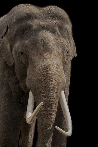 Afrikanischer Elefant, mit Stoßzähnen von Gert Hilbink