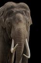 Afrikanischer Elefant, mit Stoßzähnen von Gert Hilbink Miniaturansicht