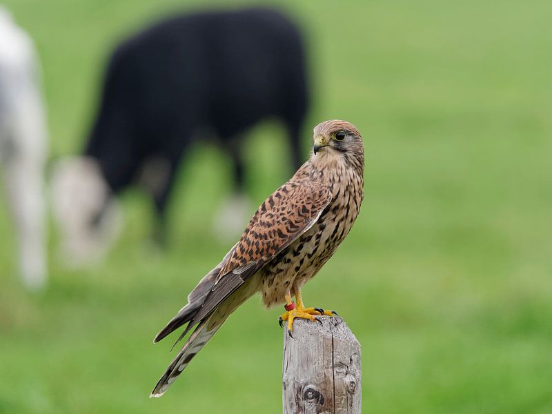 Turmfalke von Frits Schulte