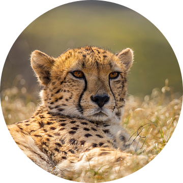 Jachtluipaard, Cheeta. Acinonyx jubatus van Gert Hilbink