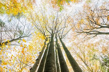 Herbst auf der Veluwe von Danny Slijfer Natuurfotografie