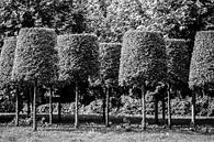 Lampenkap bomen van Tot Kijk Fotografie: natuur aan de muur thumbnail