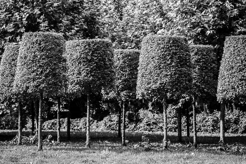 Les arbres à abat-jour sur Tot Kijk Fotografie: natuur aan de muur