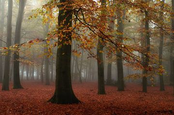 Miss Misty by Martin Podt