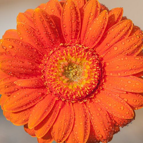 Gerbera oranje 3