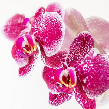 Orchidee von Saskia Strack