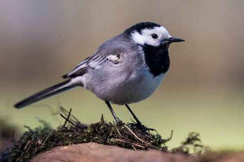 Wagtail