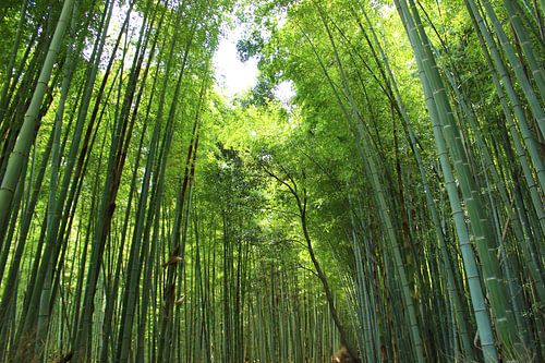 Groen Bamboe Bos, Kyoto Japan