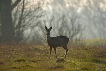 Deer by Daniel Kruse