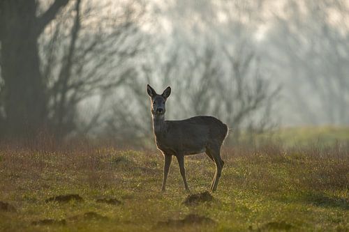 Deer
