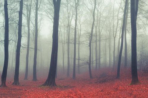 Laubwald im Nebel