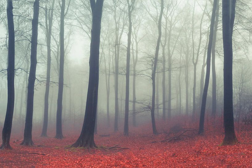Laubwald im Nebel von Dirk Wüstenhagen