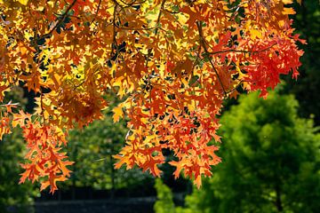 Kleuren van de herfstbomen van Animaflora PicsStock