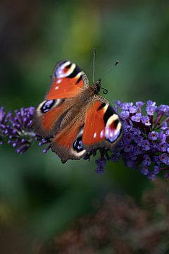 peacock, butterfly